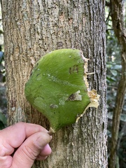 Aspidosperma illustre