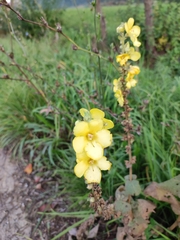 Verbascum