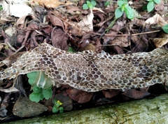 Deinagkistrodon acutus