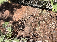 Sceloporus cowlesi