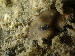 Leptoplana tremellaris