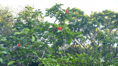 Cordia sebestena