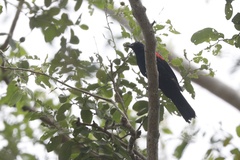 Campephaga phoenicea