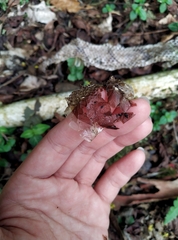 Deinagkistrodon acutus