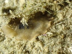 Leptoplana tremellaris