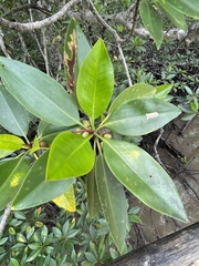 Rhizophora apiculata