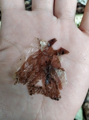 Deinagkistrodon acutus