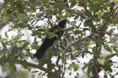 Campephaga phoenicea