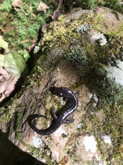 Plethodon wehrlei