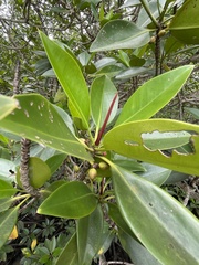 Rhizophora apiculata