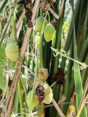 Actinostemma tenerum