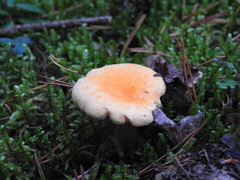 Cantharellus cibarius