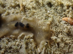 Leptoplana tremellaris