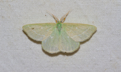 Thetidia smaragdaria