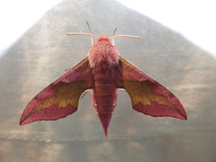 Deilephila porcellus