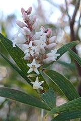 Leucopogon australis