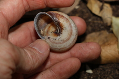 Sphaerospira fraseri