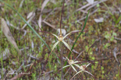 Caladenia polychroma