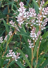 Leucopogon australis
