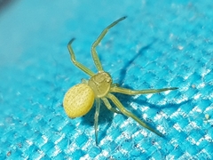 Misumenops rubrodecoratus
