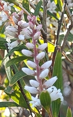 Leucopogon australis