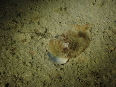 Acromegalomma vesiculosum