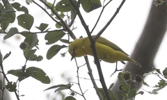 Zosterops senegalensis