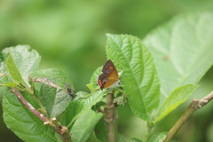 Heliophorus epicles