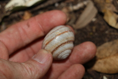 Sphaerospira fraseri