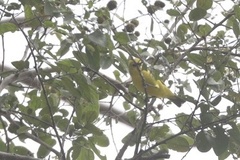 Zosterops senegalensis