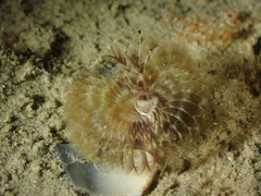 Acromegalomma vesiculosum