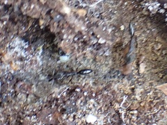 Odontomachus haematodus