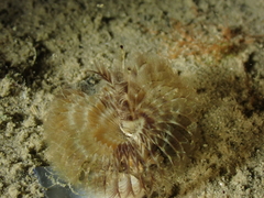 Acromegalomma vesiculosum