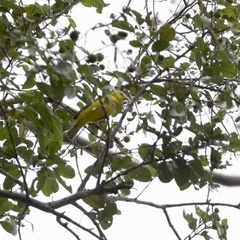 Zosterops senegalensis