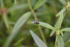 Lucilia