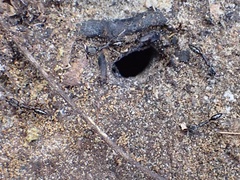 Odontomachus haematodus