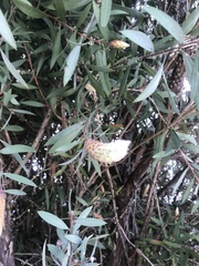 Melaleuca paludicola