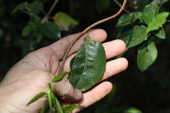 Celastrus subspicatus