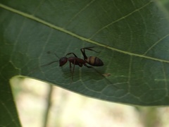 Camponotus socius