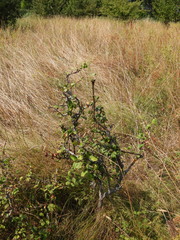 Capreolus capreolus