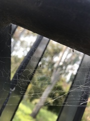 Argyrodes antipodianus