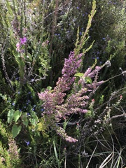 Erica opulenta
