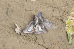 Polyura athamas