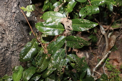 Celastrus subspicatus