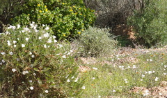 Convolvulus capensis