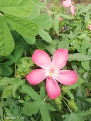 Abelmoschus sagittifolius