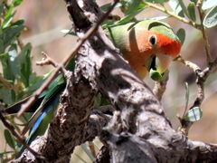 Agapornis roseicollis