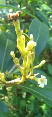 Cartrema americana