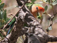 Agapornis roseicollis