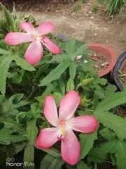 Abelmoschus sagittifolius